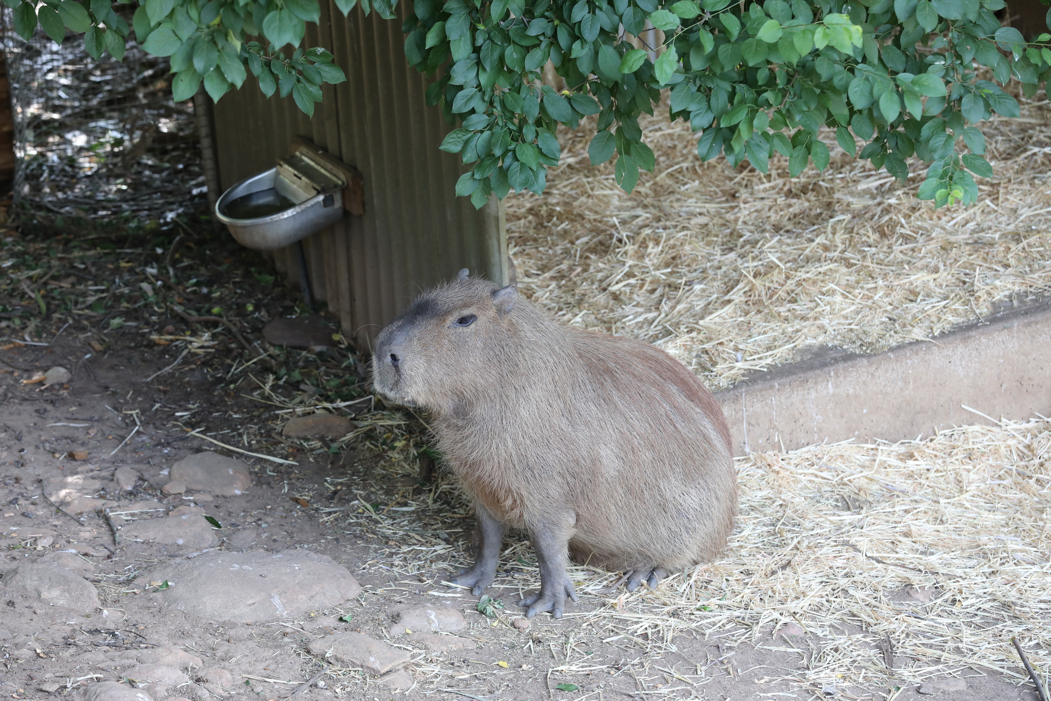 2019 11 22 16 25 07 Canon EOS 5D Mark IV 0028